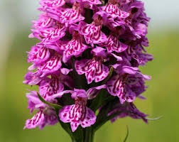 Attēlu rezultāti vaicājumam “Dactylorhiza ochroleuca bud”