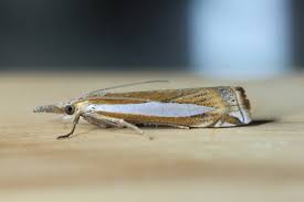 Attēlu rezultāti vaicājumam “Crambus”