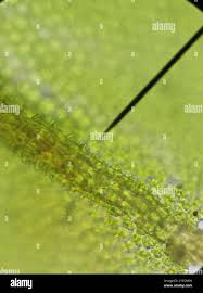 Attēlu rezultāti vaicājumam “Syntrichia papillosa”