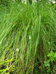 Attēlu rezultāti vaicājumam “Carex paniculata”