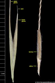 Attēlu rezultāti vaicājumam “Comatricha ellae stalked”