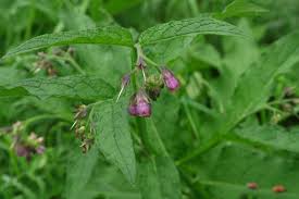 Attēlu rezultāti vaicājumam “Symphytum officinale”