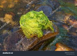 Attēlu rezultāti vaicājumam “Cladophora glomerata”
