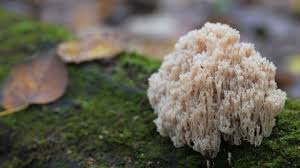 Attēlu rezultāti vaicājumam “Lindbladia tubulina”