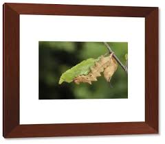 Attēlu rezultāti vaicājumam “Stauropus fagi larva”