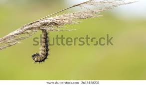 Attēlu rezultāti vaicājumam “Euthrix potatoria”