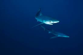 Image result for Prionace glauca