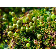 Attēlu rezultāti vaicājumam “Funariales”