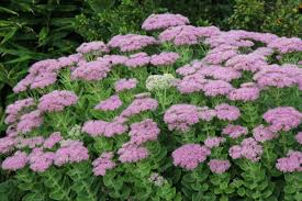 Image result for Chrysanthemum spectabile