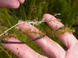 Attēlu rezultāti vaicājumam “Utricularia intermedia”