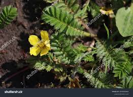 Attēlu rezultāti vaicājumam “Argentina anserina”