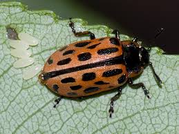 Attēlu rezultāti vaicājumam “Chrysomela vigintipunctata”