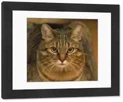 Attēlu rezultāti vaicājumam “Felis silvestris catus”