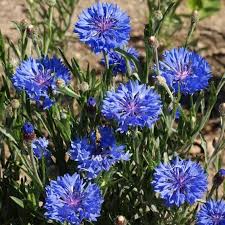 Image result for Centaurea cyanus