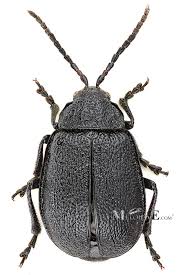 Attēlu rezultāti vaicājumam “Galeruca tanaceti”