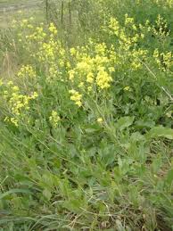 Attēlu rezultāti vaicājumam “Sisymbrium volgense leaf”