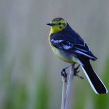 Attēlu rezultāti vaicājumam “Motacilla citreola”