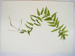 Attēlu rezultāti vaicājumam “Potamogeton perfoliatus flower”