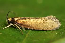 Attēlu rezultāti vaicājumam “Roeslerstammia erxlebella”