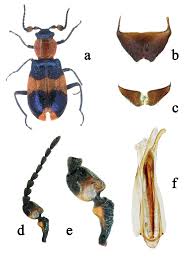 Attēlu rezultāti vaicājumam “Malachidae”