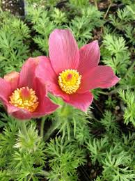 Attēlu rezultāti vaicājumam “Pulsatilla vulgaris”