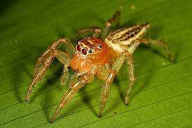 Attēlu rezultāti vaicājumam “Salticidae”