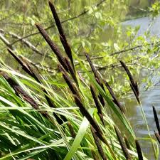 Attēlu rezultāti vaicājumam “Carex acutiformis”