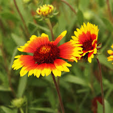 Image result for Gaillardia