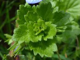 Attēlu rezultāti vaicājumam “Veronica persica leaf”