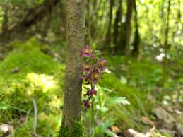 Attēlu rezultāti vaicājumam “Epipactis atrorubens flower”
