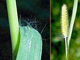 Attēlu rezultāti vaicājumam “Setaria glauca”