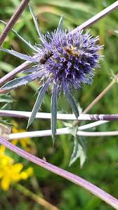 Attēlu rezultāti vaicājumam “Eryngium planum”