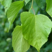 Attēlu rezultāti vaicājumam “Tilia platyphyllos subsp. cordifolia flower”