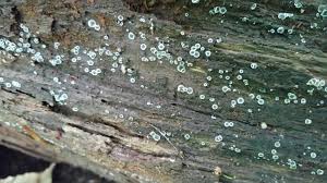 Attēlu rezultāti vaicājumam “Mollisia cinerea”