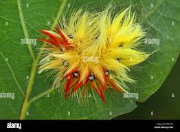 Attēlu rezultāti vaicājumam “Acronicta aceris larva”