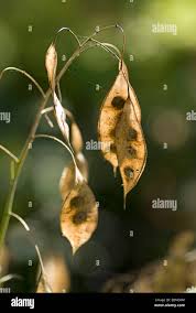 Attēlu rezultāti vaicājumam “Lunaria rediviva fruit”