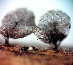 Attēlu rezultāti vaicājumam “Lamproderma pseudomaculatum”