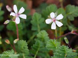 Attēlu rezultāti vaicājumam “Erodium cicutarium flower”