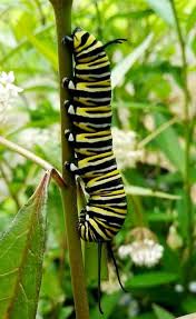 Image result for monarch caterpillar