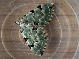 Attēlu rezultāti vaicājumam “Colostygia pectinataria”