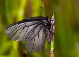 Attēlu rezultāti vaicājumam “Nymphalis xanthomelas pupa”