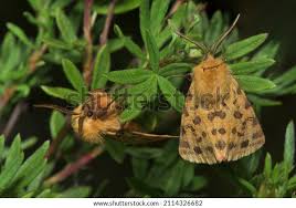 Attēlu rezultāti vaicājumam “Rhyparia purpurata”