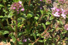 Attēlu rezultāti vaicājumam “Thymus serpyllum leaf”