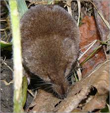 Attēlu rezultāti vaicājumam “Sorex sp.”