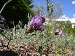 Attēlu rezultāti vaicājumam “Astragalus arenarius leaf”