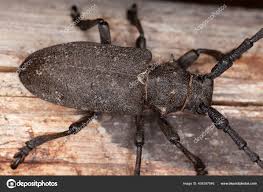 Attēlu rezultāti vaicājumam “Lamia textor”