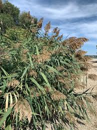 Attēlu rezultāti vaicājumam “Phragmites communis fruit”