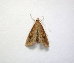 Attēlu rezultāti vaicājumam “Udea prunalis”