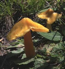 Attēlu rezultāti vaicājumam “Hygrocybe acutoconica”
