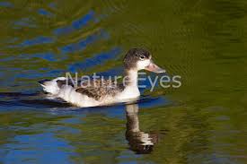 Attēlu rezultāti vaicājumam “Tadorna tadorna juvenile”